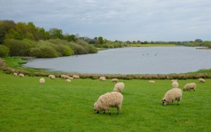 Sheep and the lake